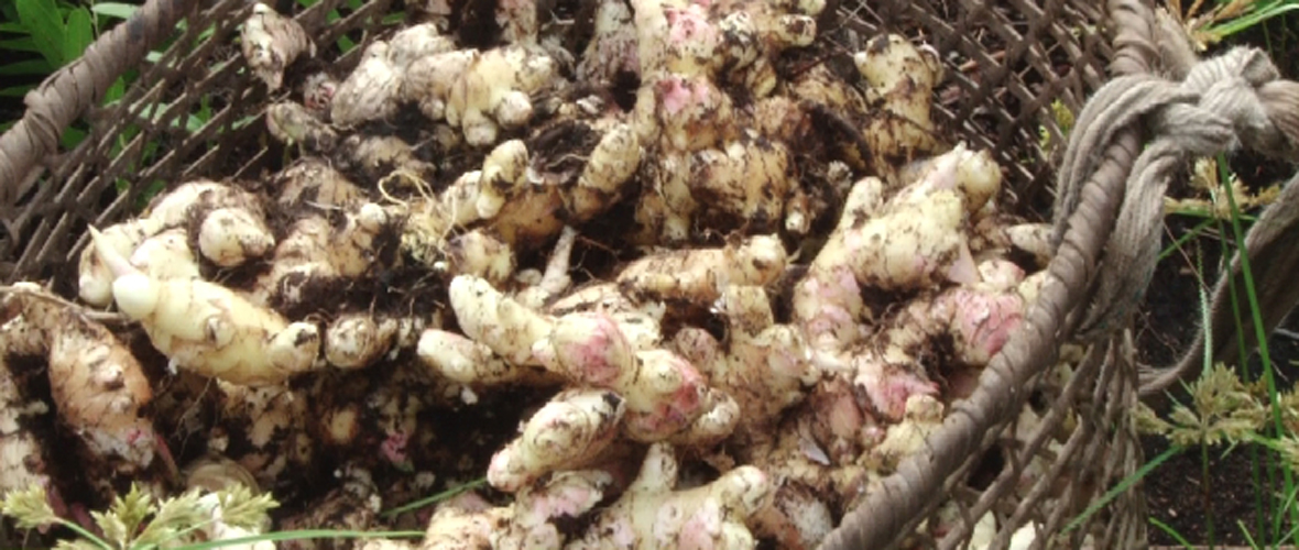 Guyana records increase in ginger production in 2023 - Ministry of