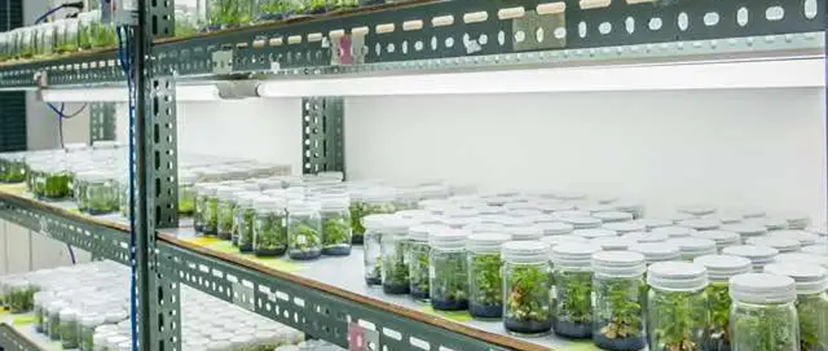 Guyana to get tissue culture facility by mid-2024 - Ministry of Agriculture