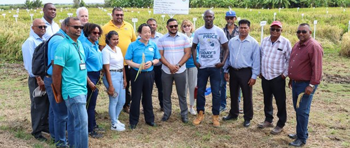 Guyana using Technology to boost rice production