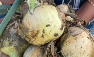 Another 10-acre onion trial commences at NAREI