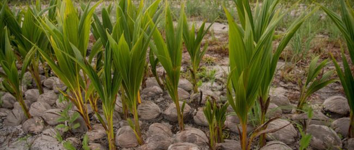 Guyana to import 50,000 more high-yielding coconuts from Costa Rica