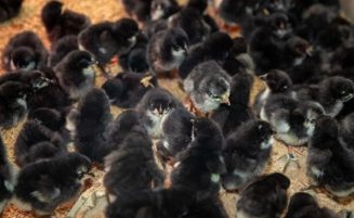 Guyana to produce all its hatching eggs by 2026