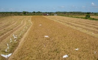 Guyana closer to achieving its 2030 rice production goal