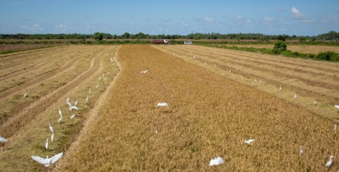 Guyana closer to achieving its 2030 rice production goal