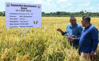 New high-yielding ‘GRDB 18’ rice variety launched