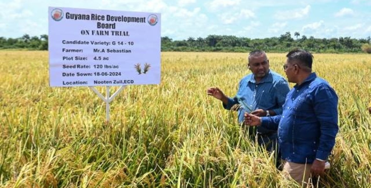 New high-yielding ‘GRDB 18’ rice variety launched