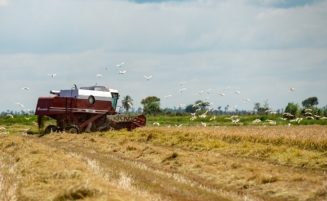 A record-breaking 725,282 metric tonnes of rice produced in 2024