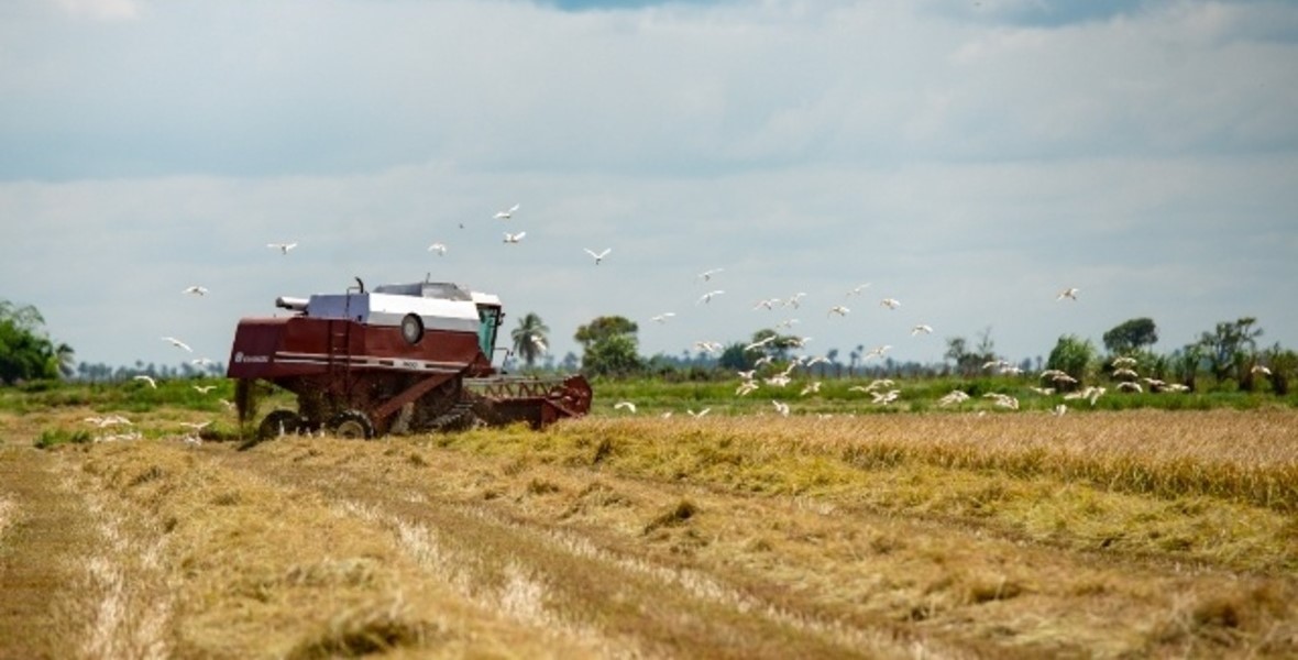 A record-breaking 725,282 metric tonnes of rice produced in 2024