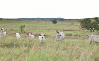 Gov’t investments in livestock sector continuously changing lives