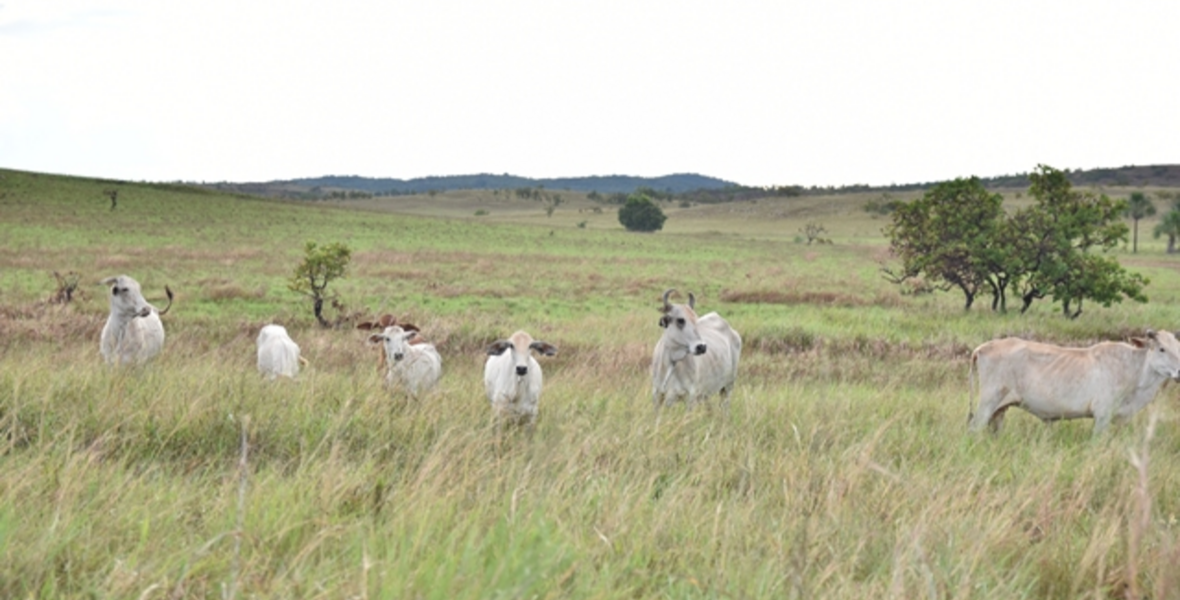 Gov’t investments in livestock sector continuously changing lives