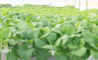 Guyana obtains highest food production achievement rates amongst CARICOM states