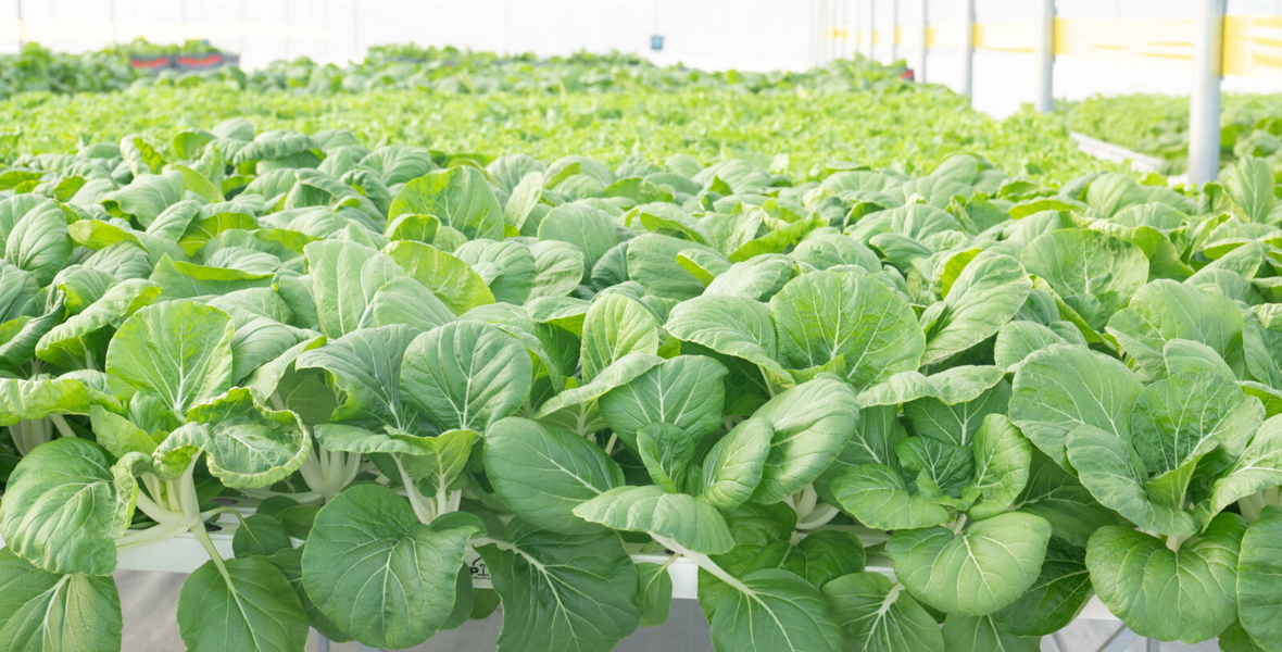 Guyana obtains highest food production achievement rates amongst CARICOM states