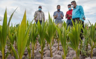 Guyana’s coconut industry expanded massively since 2020