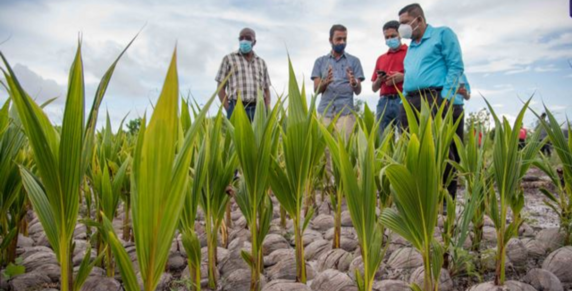 Guyana’s coconut industry expanded massively since 2020