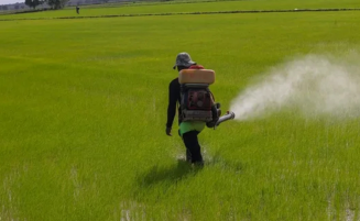 Gov’t to set up insurance mechanism for 6,000 rice farmers