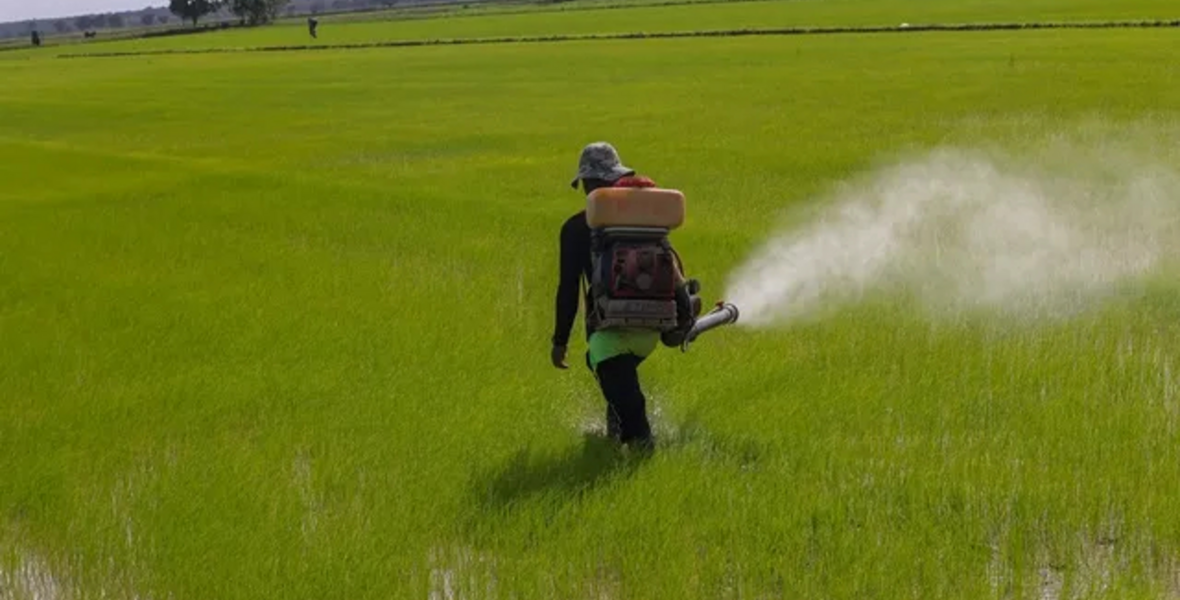 Gov’t to set up insurance mechanism for 6,000 rice farmers