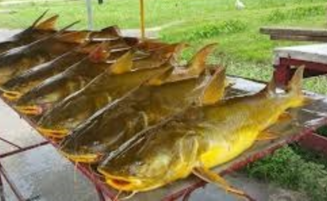 Government optimistic ban on catfish export to US will end soon