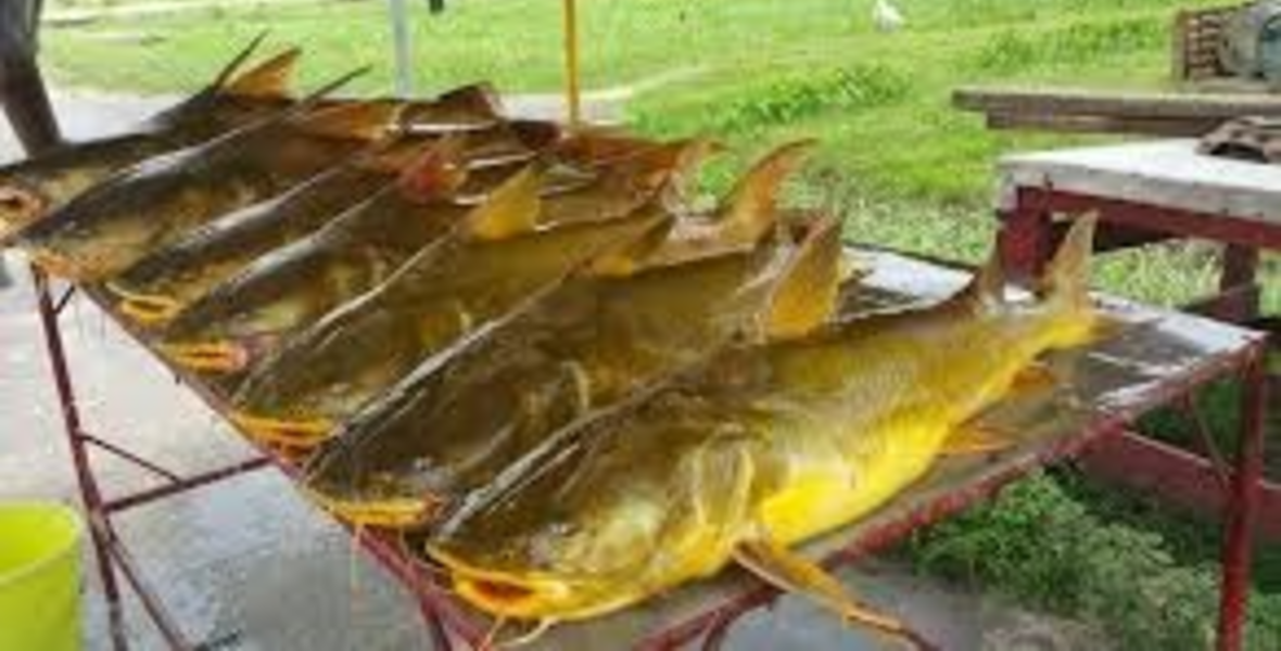 Government optimistic ban on catfish export to US will end soon