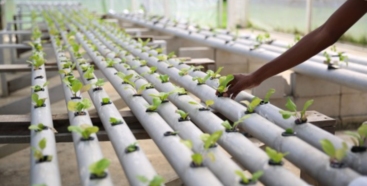 New Tissue Culture Lab to transform agri sector
