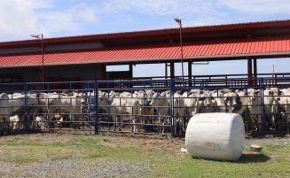 President Ali’s flagship agricultural projects in Reg. 5 progressing