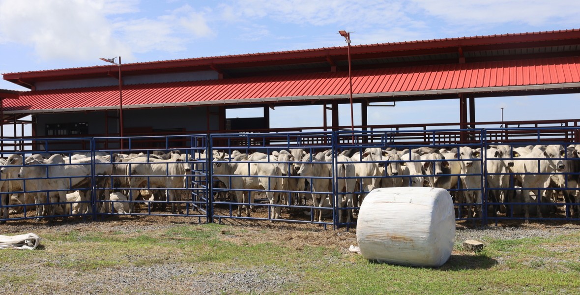 President Ali’s flagship agricultural projects in Reg. 5 progressing