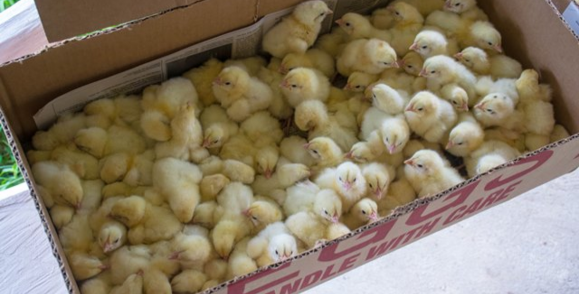 Minister Mustapha approves more tunnel-ventilated coops to bolster poultry production