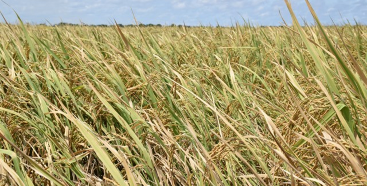 $30.4M seed facility to be upgraded to boost support for farmers