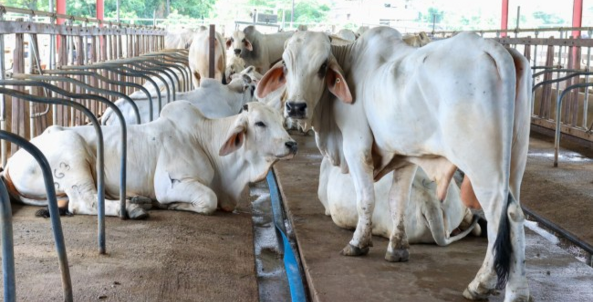 Major upgrade planned for Mon Repos livestock farm