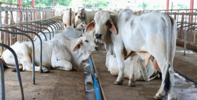Major upgrade planned for Mon Repos livestock farm