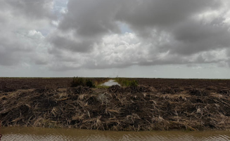 Week Two sugar production surpasses target as Rose Hall records highest daily output since reopening