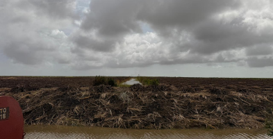 Week Two sugar production surpasses target as Rose Hall records highest daily output since reopening