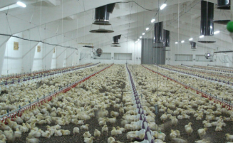 Government bets on tunnel-ventilated poultry technology to draw young people into farming