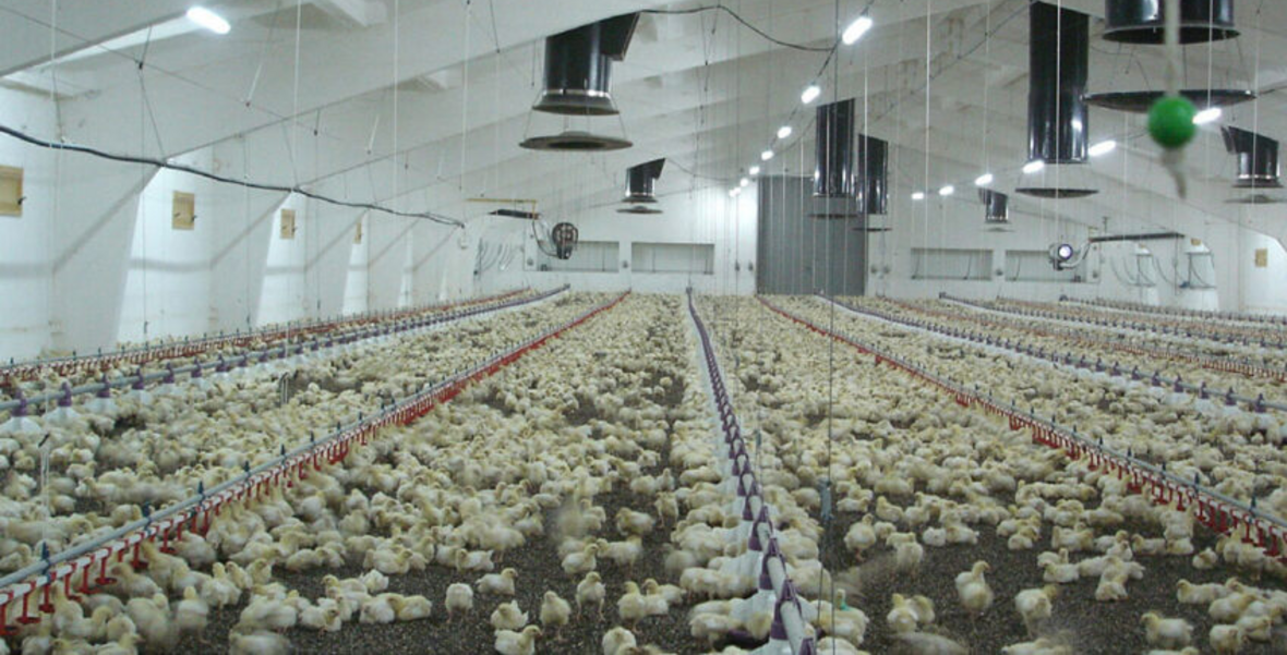 Government bets on tunnel-ventilated poultry technology to draw young people into farming