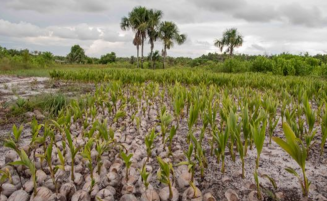 New farmlands, drainage projects coming for Black Bush Polder farmers