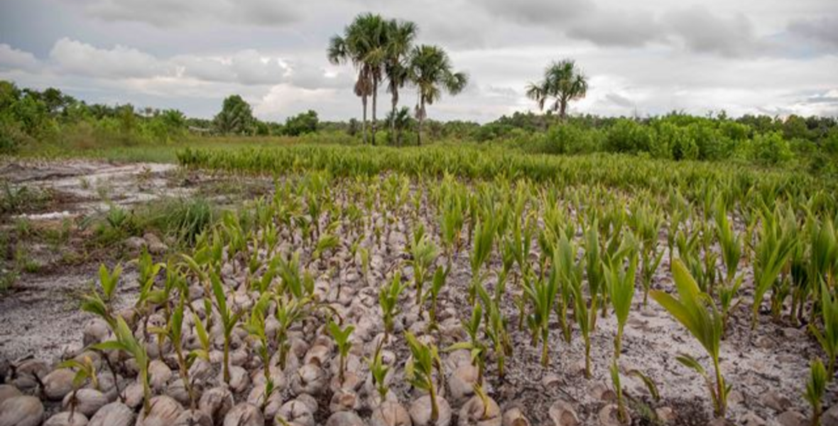 New farmlands, drainage projects coming for Black Bush Polder farmers