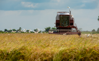 Rice production crosses 800,000‑tonne mark as Guyana targets new record in 2026
