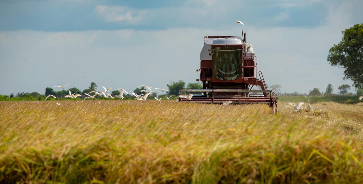 Rice production crosses 800,000‑tonne mark as Guyana targets new record in 2026