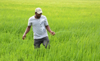 Over 50 farmers turn to rice-duck farming