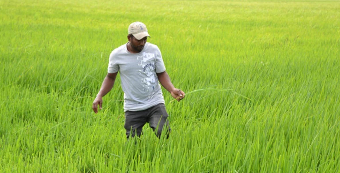 Over 50 farmers turn to rice-duck farming