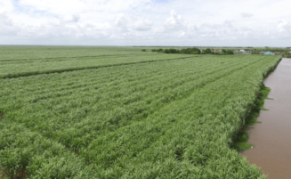 Region Two rice farmers benefitting from government investments
