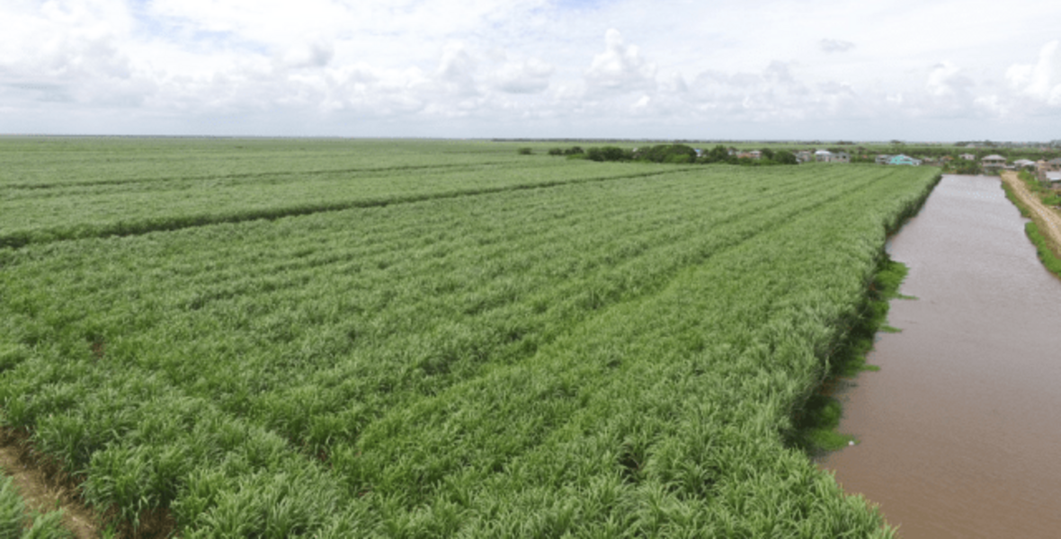 Region Two rice farmers benefitting from government investments