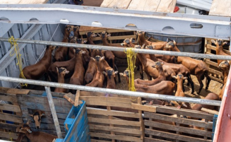 Blackbelly Sheep programme grows fivefold
