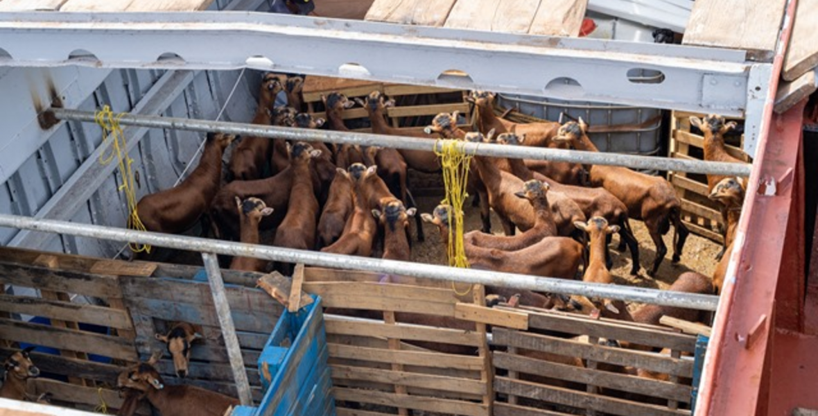 Blackbelly Sheep programme grows fivefold