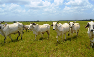 Government moves to secure grazing land for cattle farmers