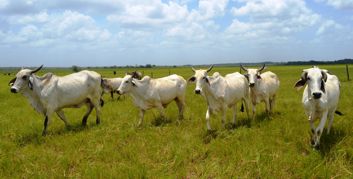 Government moves to secure grazing land for cattle farmers