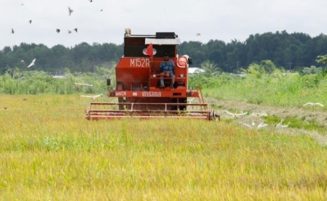 First crop-insurance payouts reach 2,068 rice farmers