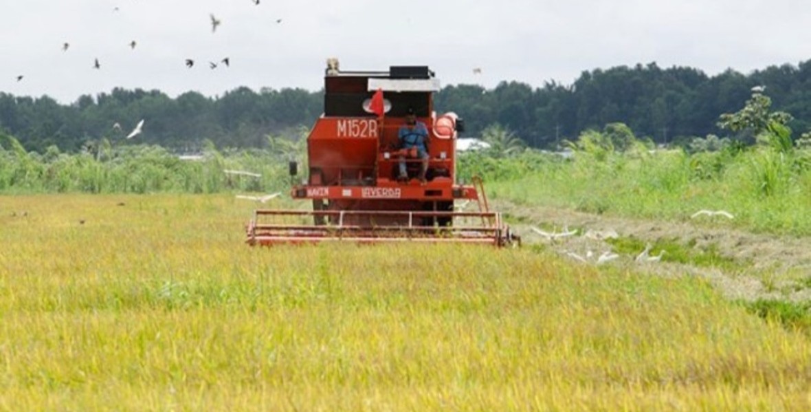 First crop-insurance payouts reach 2,068 rice farmers