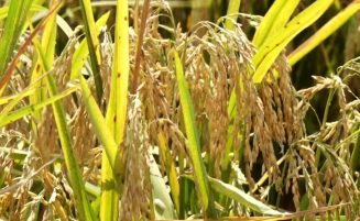 Sod will turn for new rice storage hub Friday