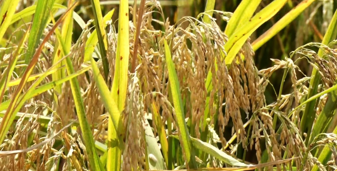 Sod will turn for new rice storage hub Friday
