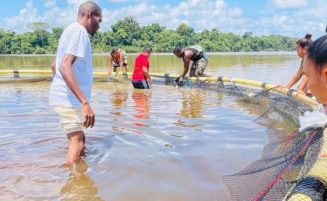 Cage fish farming reaches 43 hinterland communities